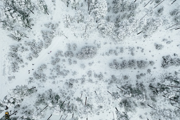 Foto aérea da bela floresta completamente coberta de neve