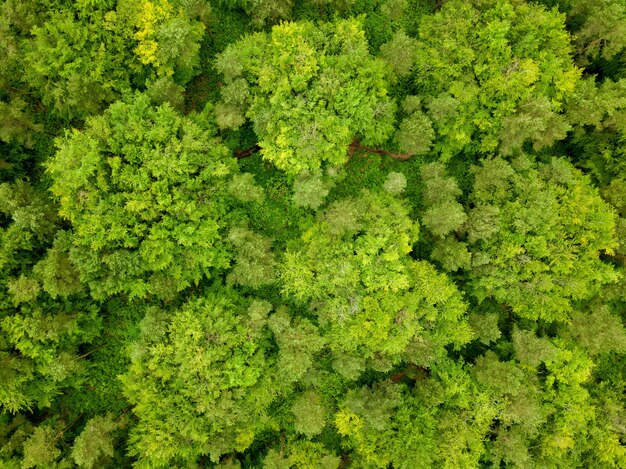 Foto aérea das árvores verdes de uma floresta em Dorset, no Reino Unido, tirada por um drone