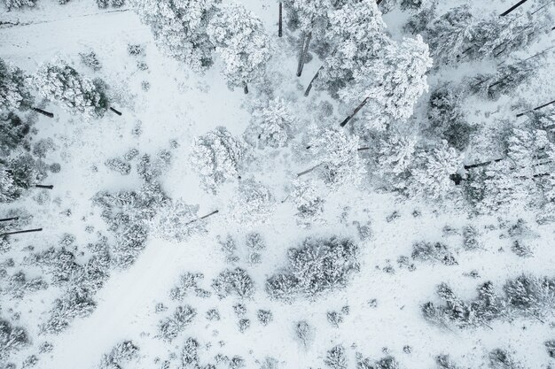 Foto aérea das belas árvores cobertas de neve em uma floresta