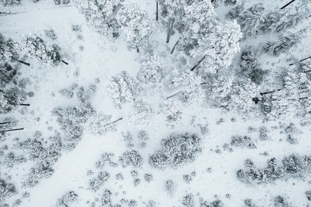 Foto aérea das belas árvores cobertas de neve em uma floresta