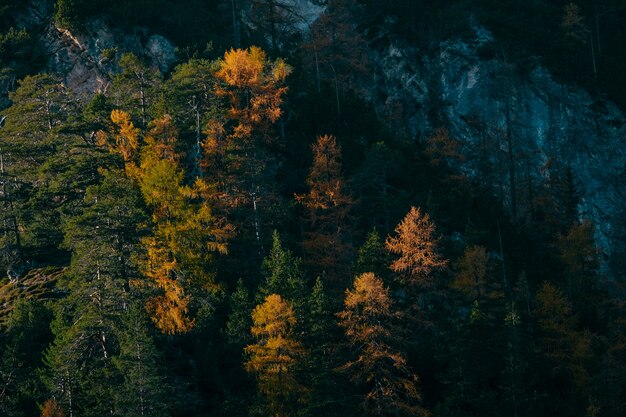 Foto aérea de amarelo e verde lariço árvores perto de uma montanha em um dia ensolarado