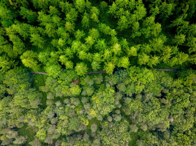 Foto aérea de uma estrada no meio da floresta durante um dia