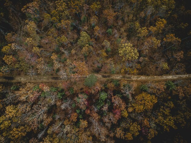 Foto aérea de uma estrada no meio de uma floresta com árvores de folhas amarelas e verdes