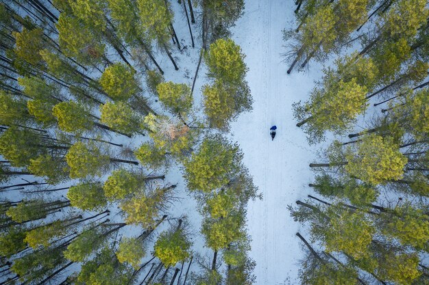 Foto aérea de uma floresta com árvores verdes altas durante o inverno