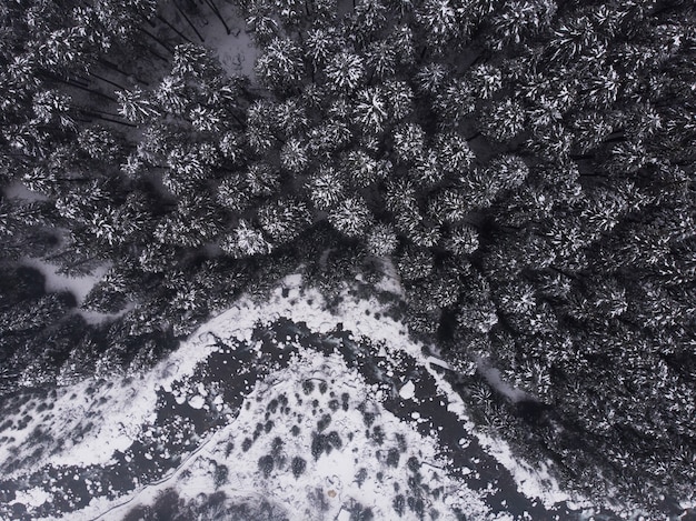 Foto aérea dos belos pinheiros cobertos de neve na floresta