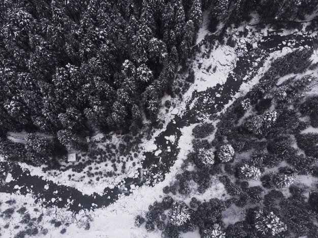 Foto aérea dos belos pinheiros cobertos de neve na floresta