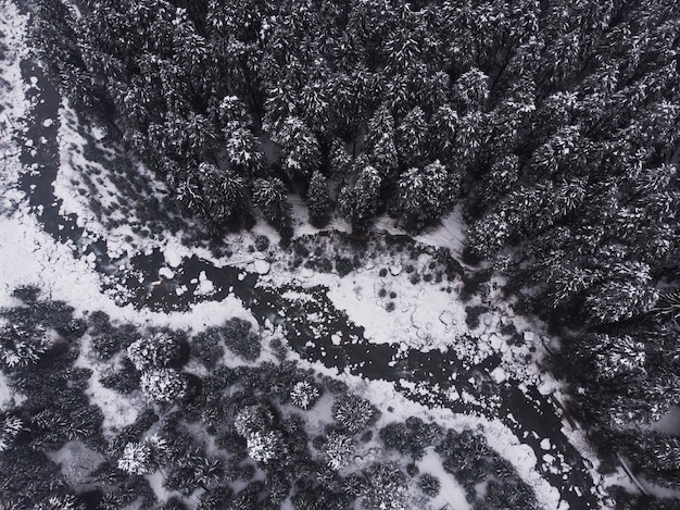 Foto aérea dos belos pinheiros cobertos de neve na floresta