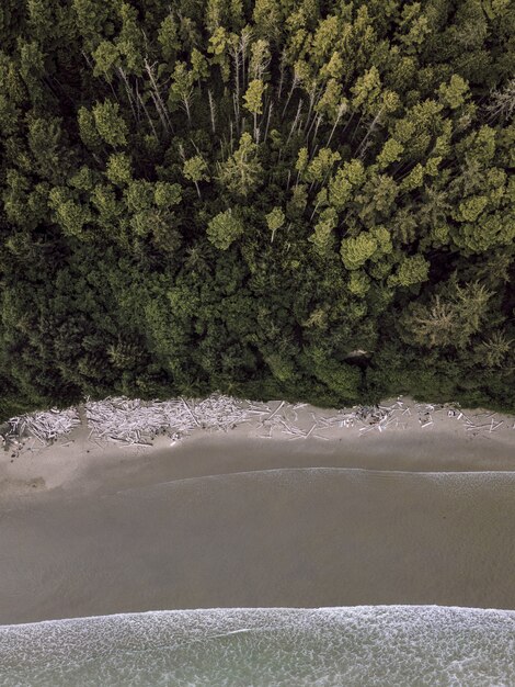 Foto aérea vertical de uma floresta perto de um litoral