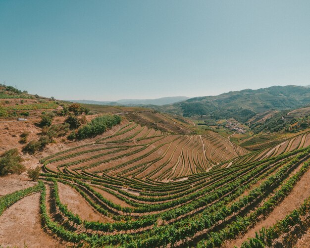 Foto ampla de um campo no Vale do Douro, Portugal em um dia ensolarado