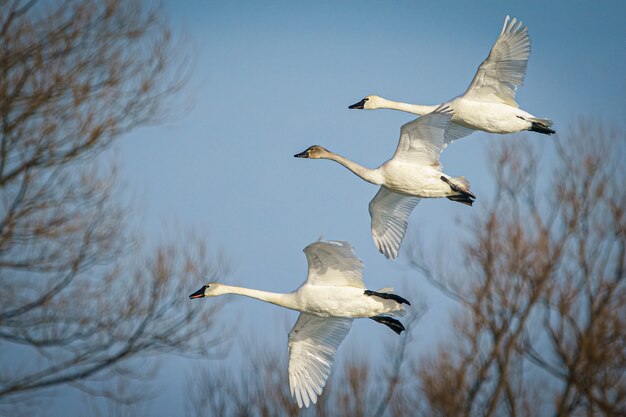 Foto ampla de um grupo de cisnes-tundra voando e migrando em um céu nublado