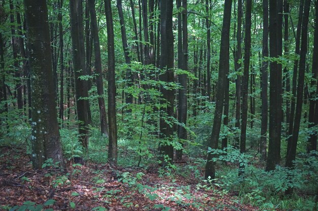 Foto ampla de uma floresta cheia de árvores e grama em um dia sombrio