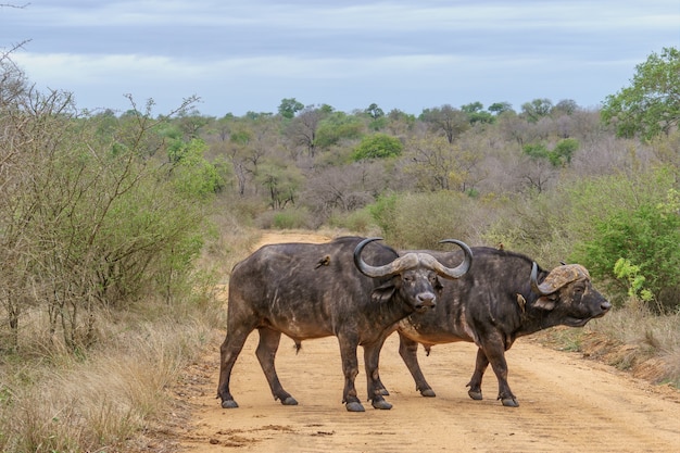 Foto ao nível dos olhos de dois búfalos africanos com chifres gigantes parados em uma estrada suja de terra