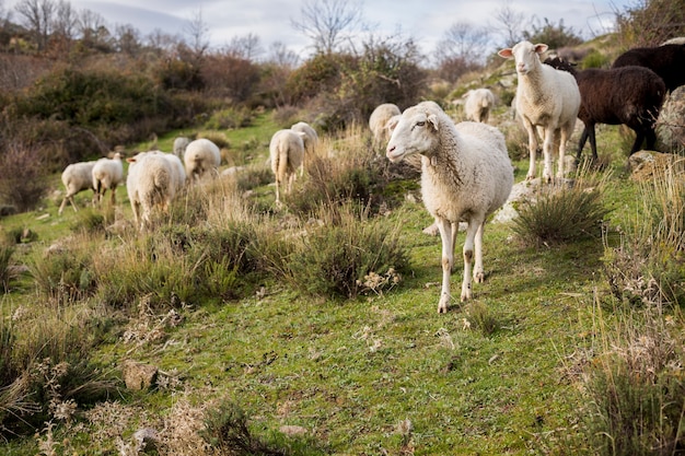 Foto ao nível dos olhos de um rebanho de ovelhas brancas e negras em um campo