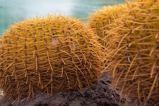 Foto aproximada de alguns cactos redondos com espinhos para fora, capturada em um dia ensolarado