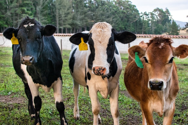 Foto aproximada de bezerros Jersey pretos e marrons em uma fazenda