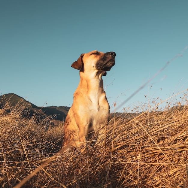 Foto aproximada de cachorro curvo com boca negra no campo
