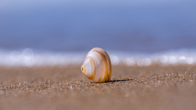 Foto aproximada de concha na areia