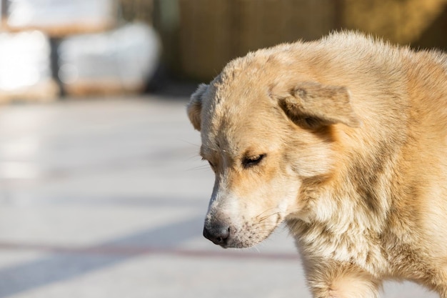 Foto aproximada de doce cachorro sem-teto Foto de alta qualidade