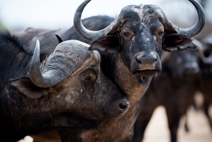 Foto grátis foto aproximada de dois búfalos africanos apaixonados