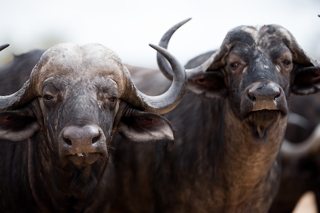 Foto aproximada de dois búfalos africanos