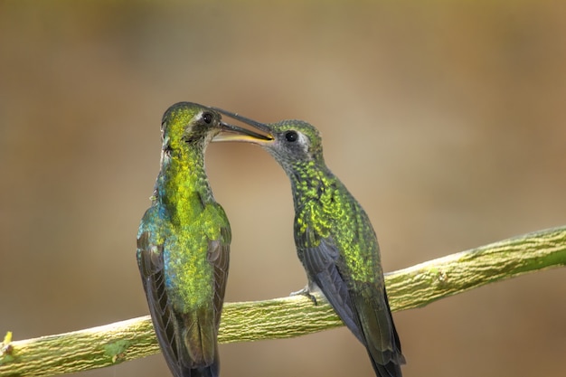 Foto aproximada de dois colibris empoleirados em um galho de árvore