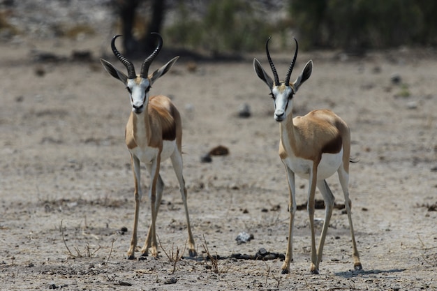 Foto aproximada de duas gazelas jovens em planícies de savana