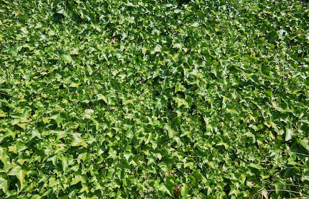 Foto aproximada de folhas de plantas