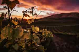 Foto grátis foto aproximada de folhas de videira verdes com uma bela paisagem verde