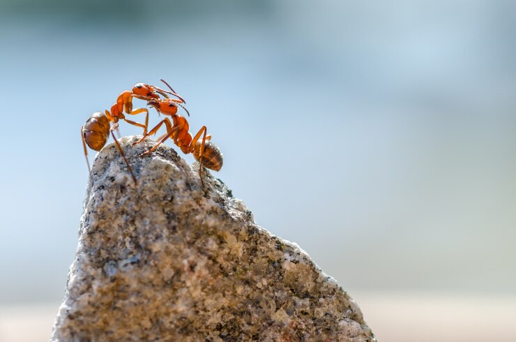 Foto grátis foto aproximada de formigas em uma pedra