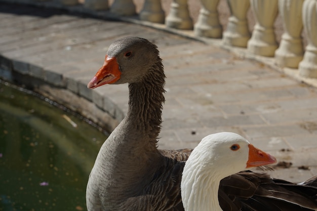 Foto aproximada de gansos brancos e cinzentos perto de um lago em um parque