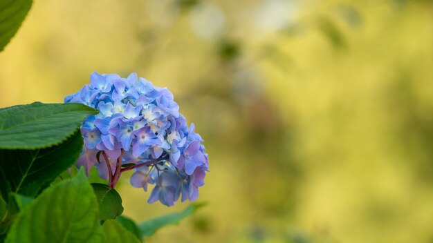 Foto aproximada de hortênsias azuis com um fundo desfocado