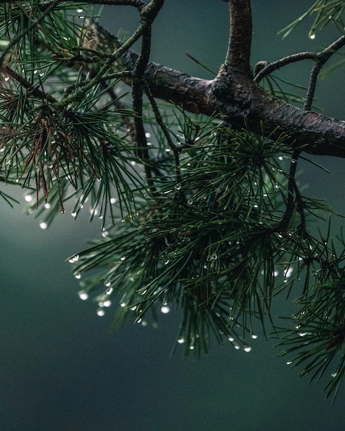 Foto aproximada de pinheiro da virgínia