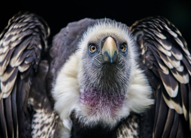 Foto aproximada de um abutre-grifo na frente de um fundo preto