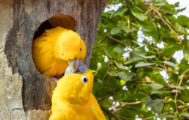 Foto aproximada de um casal de periquitos dourados em uma árvore