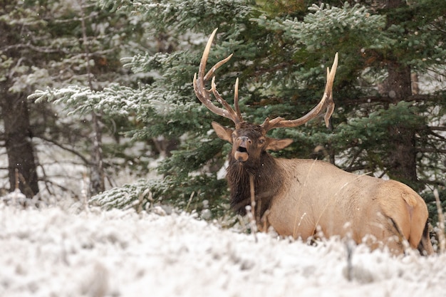 Foto aproximada de um cervo wapiti em uma floresta