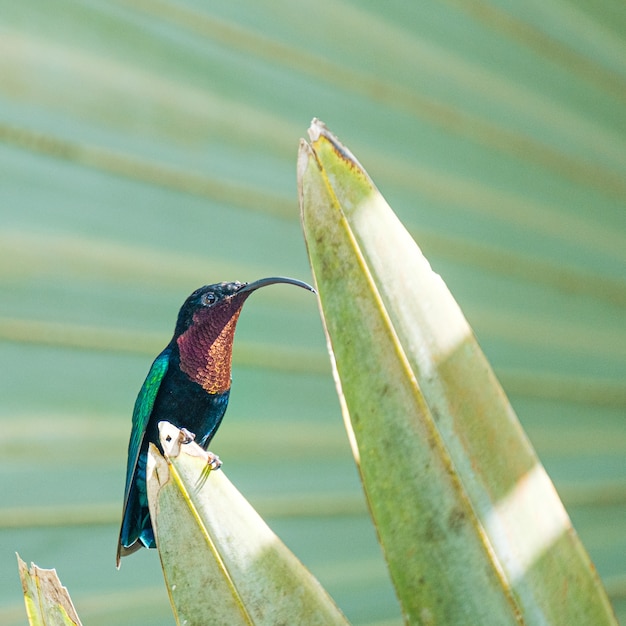 Foto aproximada de um colibri em agava, martinica