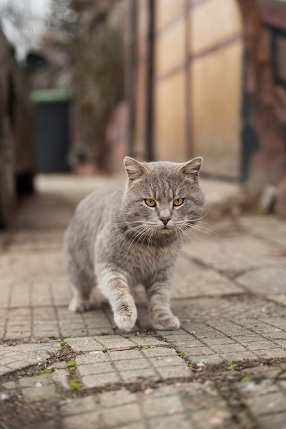 Foto aproximada de um gato