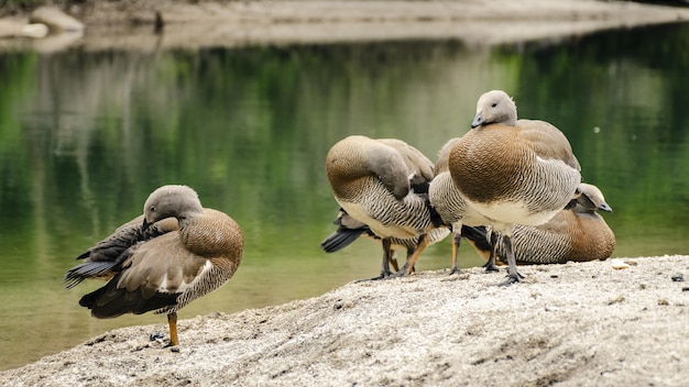 Foto aproximada de um grupo de pequenos patos selvagens