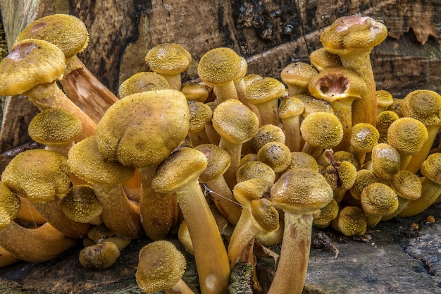 Foto aproximada de um molho de cogumelos preso a uma pedra em um dia sombrio