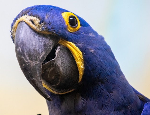 Foto grátis foto aproximada de um papagaio azul e amarelo