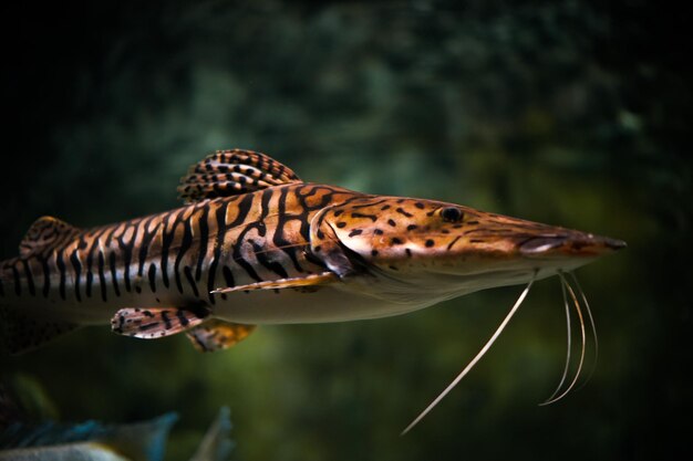 Foto aproximada de um peixe-gato com nariz-de-pá-tigre nadando no aquário