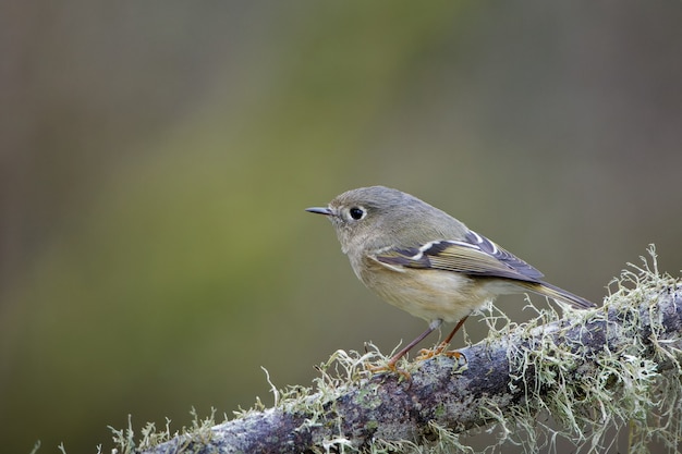 Foto aproximada de um pequeno pássaro em um galho de árvore