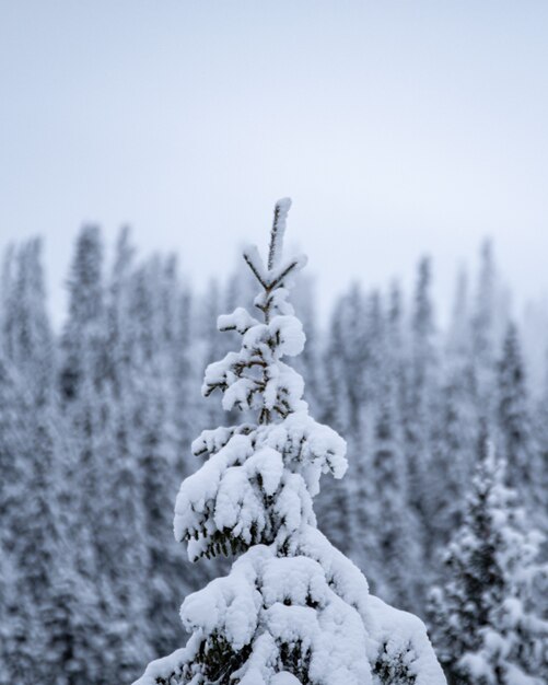 Foto aproximada de um pinheiro coberto de neve em uma estação de esqui