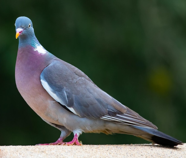 Foto aproximada de um pombo