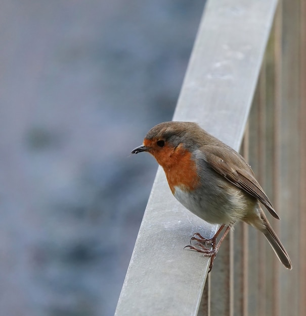 Foto grátis foto aproximada de um robin europeu