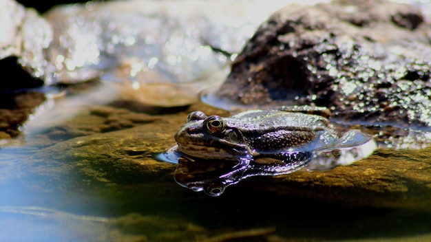 Foto aproximada de um sapo no lago perto das pedras