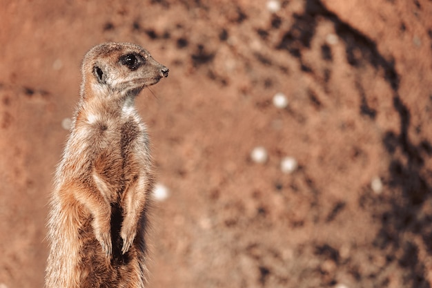 Foto aproximada de um suricato alerta observando no deserto