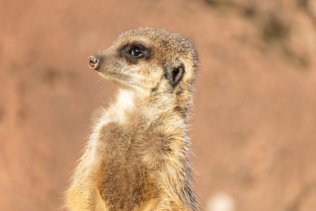 Foto aproximada de um suricato alerta observando no deserto