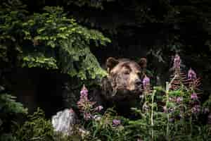 Foto grátis foto aproximada de um urso pardo parado entre as árvores na grouse mountain em vancouver, canadá
