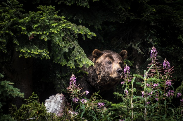 Foto aproximada de um urso pardo parado entre as árvores na Grouse Mountain em Vancouver, Canadá